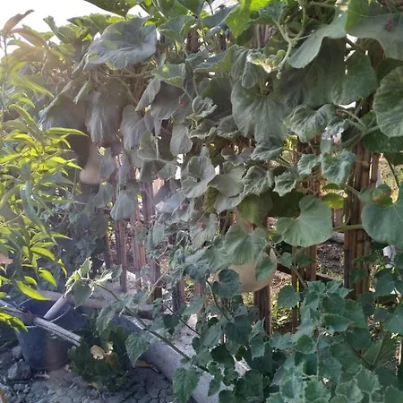 Gulseven ダラマン